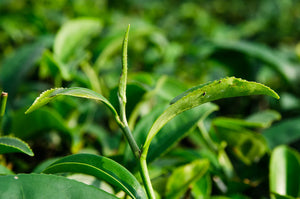 Oriental Beauty Oolong (東方美人)