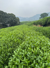 Dragonwell Green Tea (龍井)