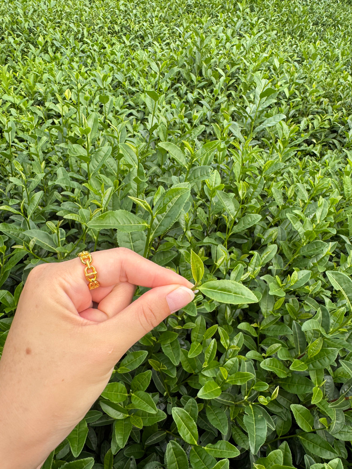 Dragonwell Green Tea (龍井)