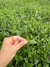 Dragonwell Green Tea (龍井)